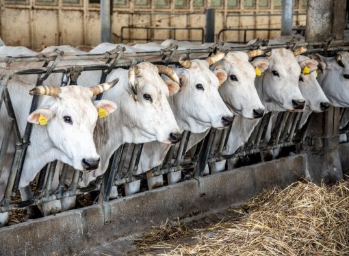 O czym należy pamiętać, stosując enzymy paszowe w masowej hodowli zwierząt? – poradnik