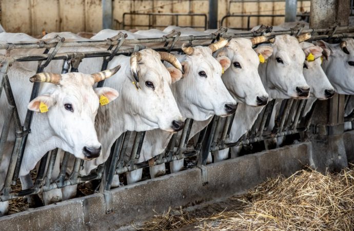O czym należy pamiętać, stosując enzymy paszowe w masowej hodowli zwierząt? – poradnik